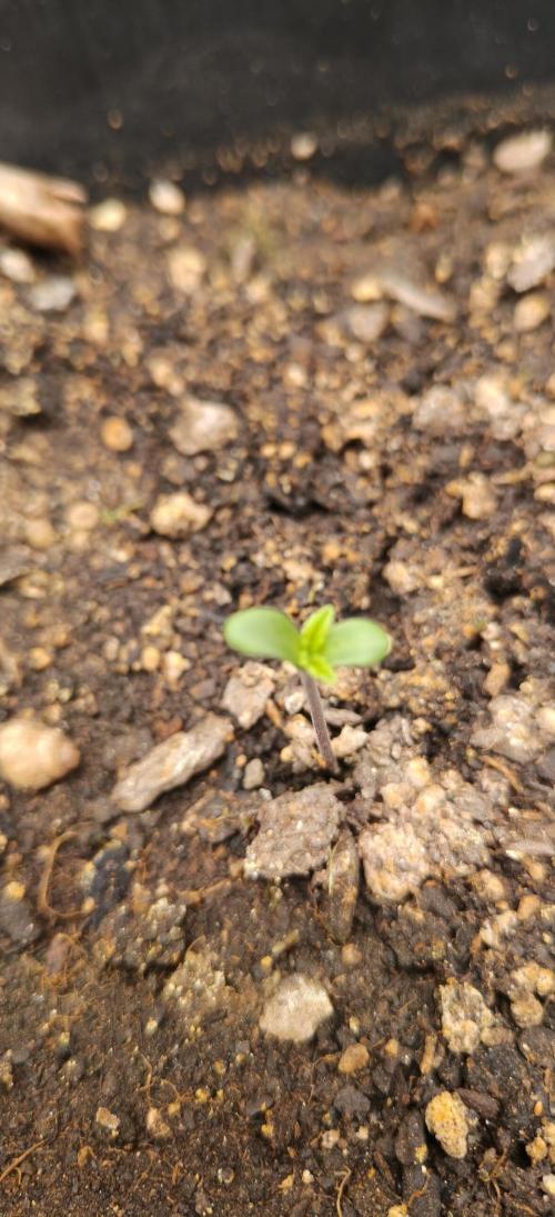 Special Kush 1 de Royal Queen Seeds. Week 1