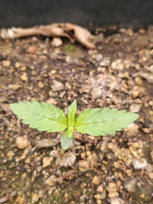 Special Kush 1 de Royal Queen Seeds. Week 2