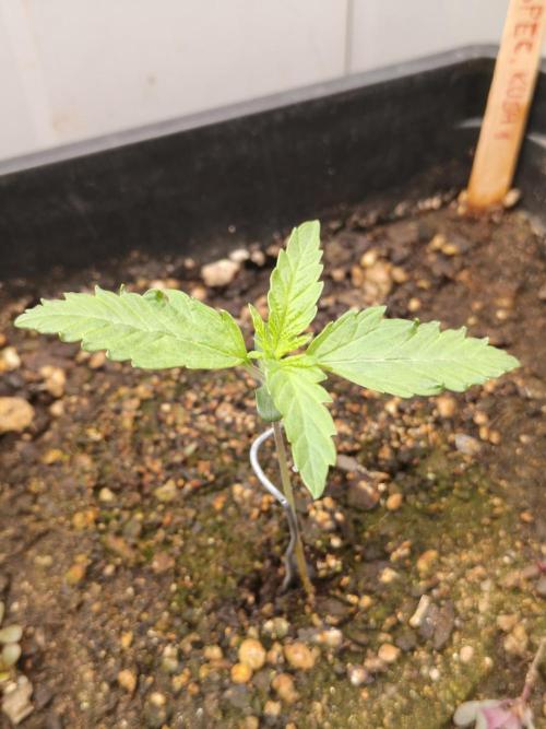 Special Kush 1 de Royal Queen Seeds. Week 2