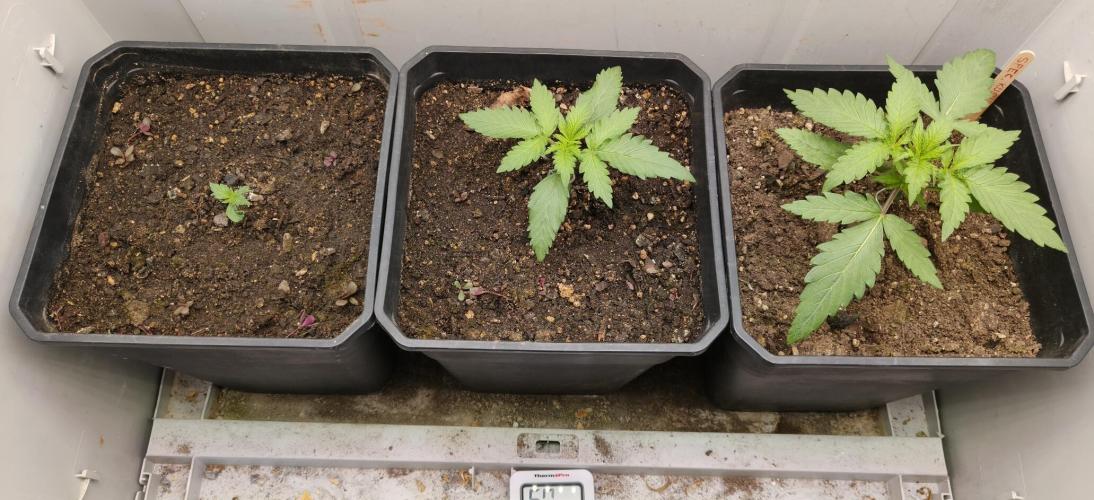 Special Kush 1 de Royal Queen Seeds. Week 3