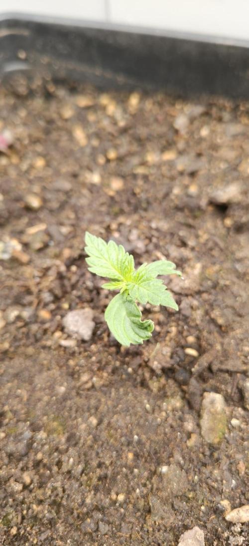 Special Kush 1 de Royal Queen Seeds. Week 3