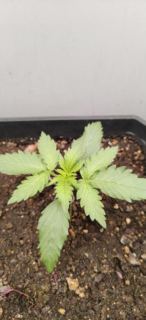 Special Kush 1 de Royal Queen Seeds. Week 3