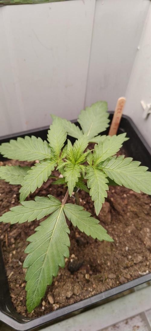 Special Kush #1. Week 3
