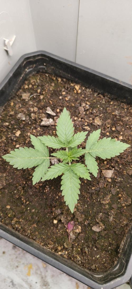 Special Kush 1 de Royal Queen Seeds. Week 4