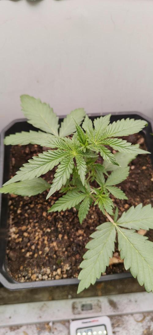 Special Kush 1 de Royal Queen Seeds. Week 4