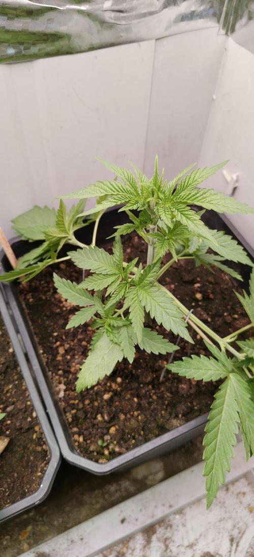 Special Kush 1 de Royal Queen Seeds. Week 4