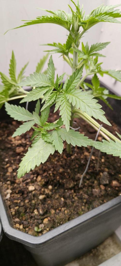 Special Kush 1 de Royal Queen Seeds. Week 4