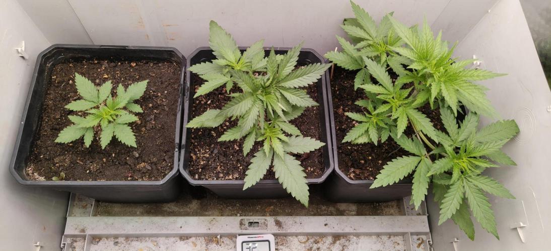 Special Kush 1 de Royal Queen Seeds. Week 4