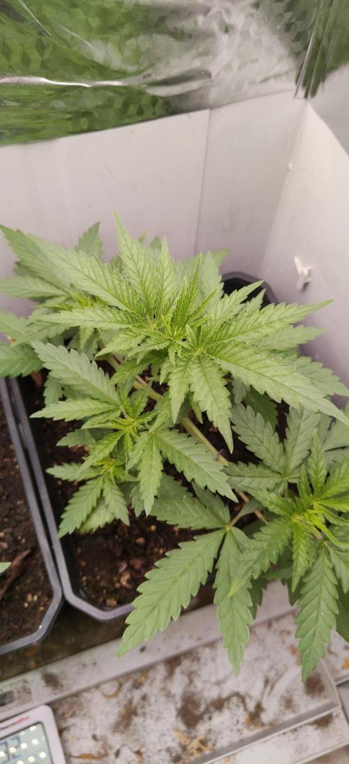 Special Kush 1 de Royal Queen Seeds. Week 4