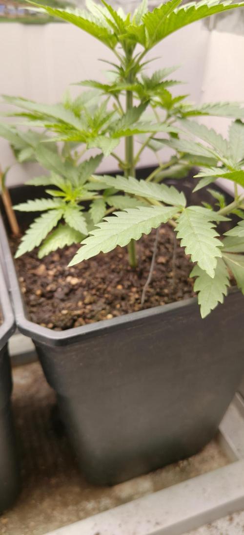 Special Kush 1 de Royal Queen Seeds. Week 4
