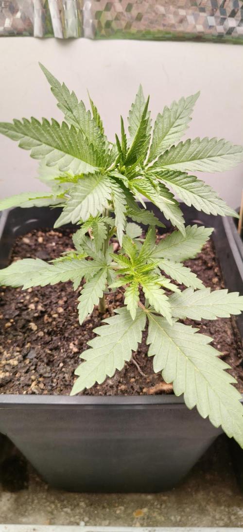 Special Kush 1 de Royal Queen Seeds. Week 4