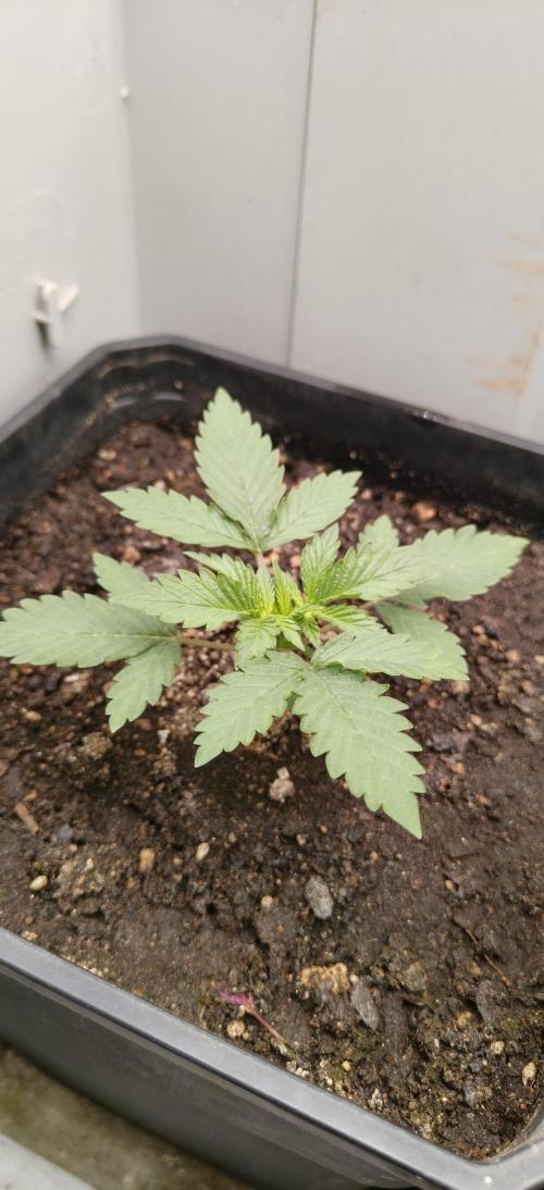 Special Kush 1 de Royal Queen Seeds. Week 4