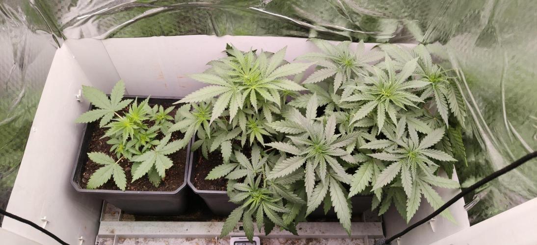 Special Kush 1 de Royal Queen Seeds. Week 5