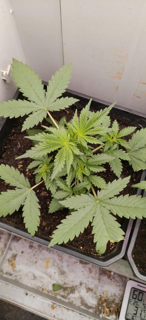 Special Kush 1 de Royal Queen Seeds. Week 5