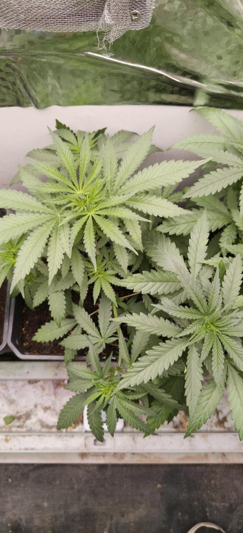 Special Kush 1 de Royal Queen Seeds. Week 5