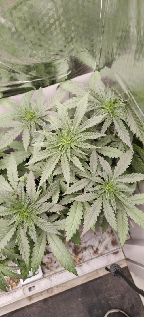 Special Kush 1 de Royal Queen Seeds. Week 5