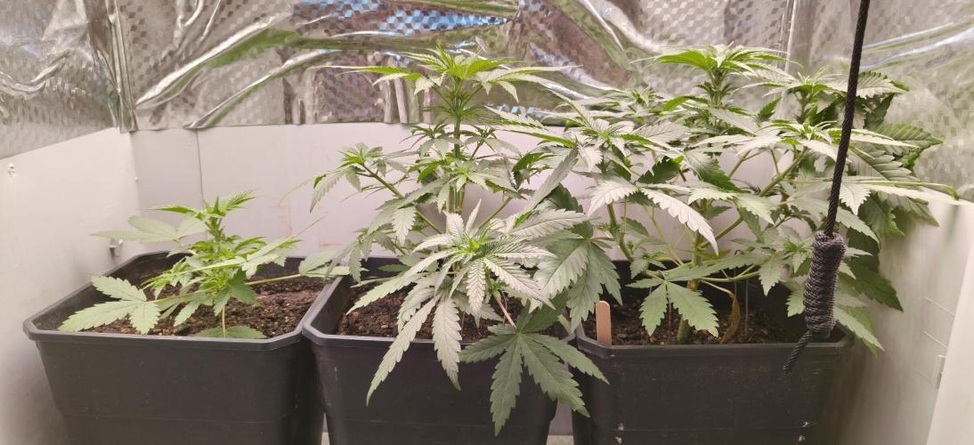 Special Kush 1 de Royal Queen Seeds. Week 5