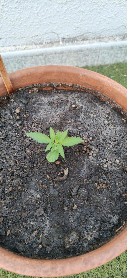 ZkittleZ. Week 2