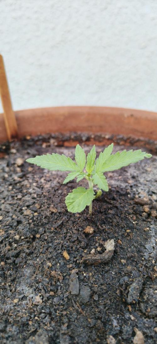 ZkittleZ. Week 2
