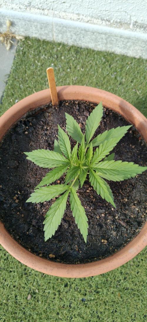 ZkittleZ. Week 3