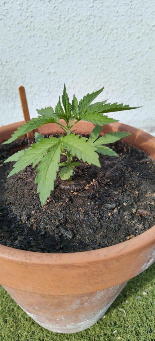 ZkittleZ. Week 3