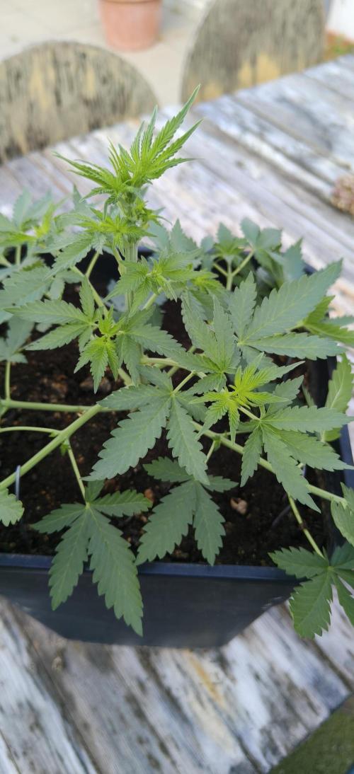 Special Kush 1 de Royal Queen Seeds. Week 6