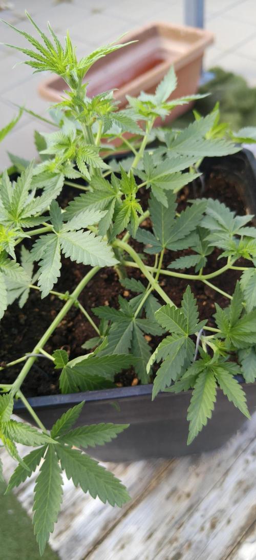 Special Kush 1 de Royal Queen Seeds. Week 6