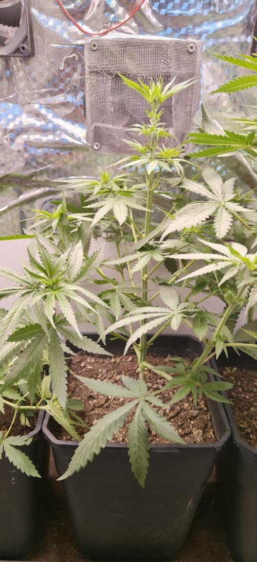 Special Kush 1 de Royal Queen Seeds. Week 6