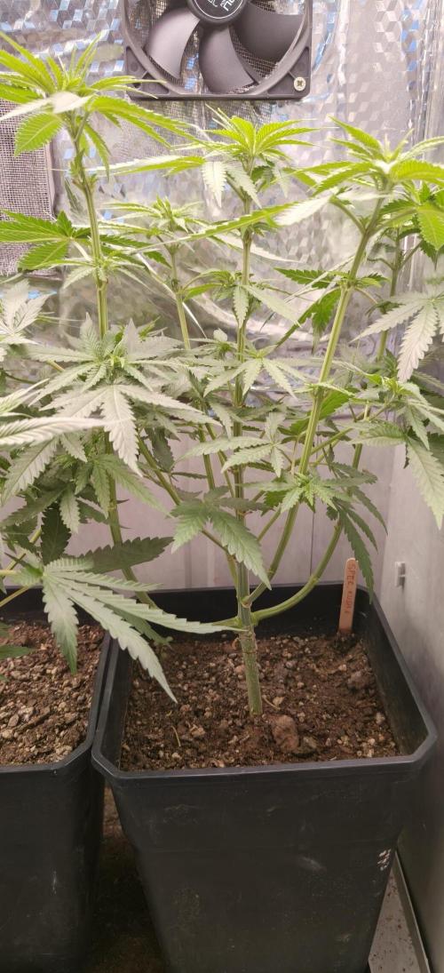 Special Kush 1 de Royal Queen Seeds. Week 6