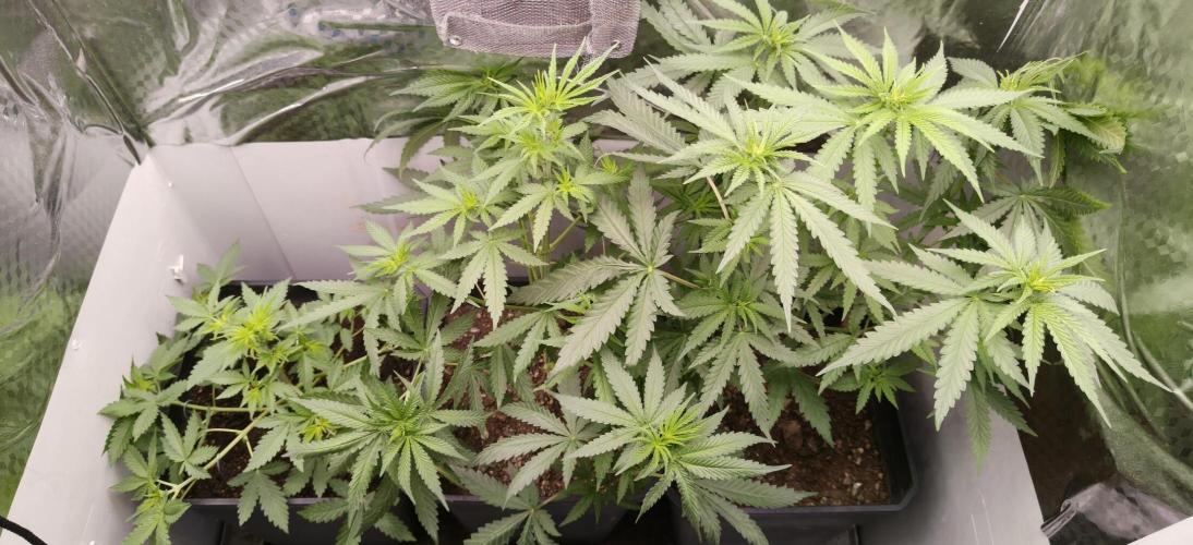Special Kush 1 de Royal Queen Seeds. Week 6