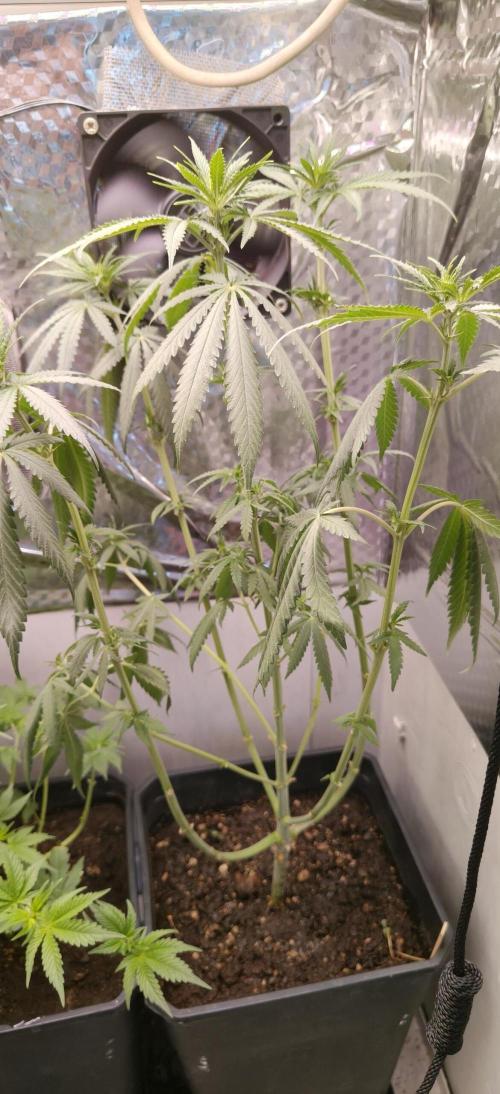 Special Kush 1 de Royal Queen Seeds. Week 7