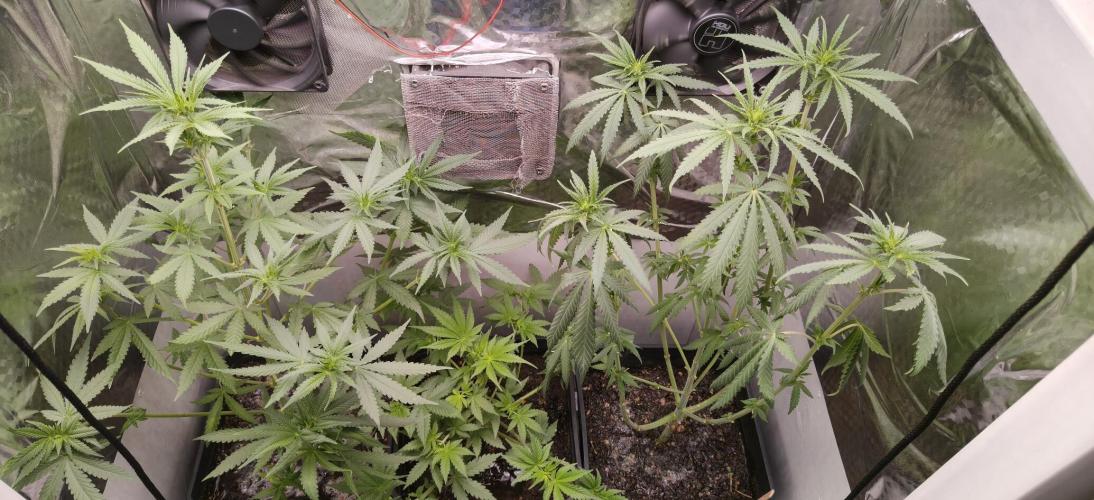 Special Kush 1 de Royal Queen Seeds. Week 7