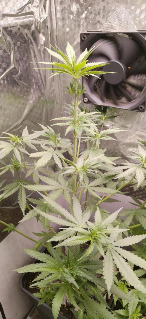 Special Kush 1 de Royal Queen Seeds. Week 7