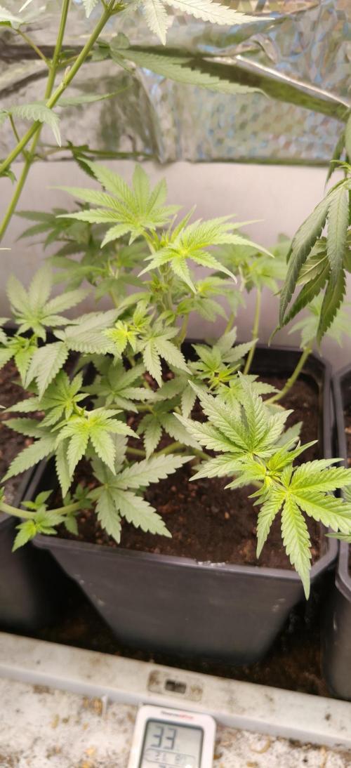 Special Kush #1. Week 7