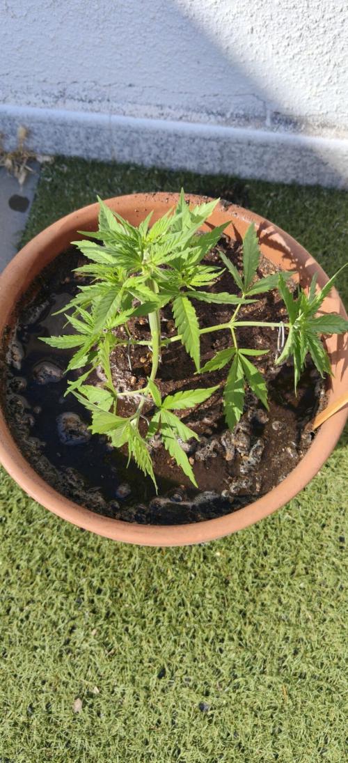 ZkittleZ. Week 4