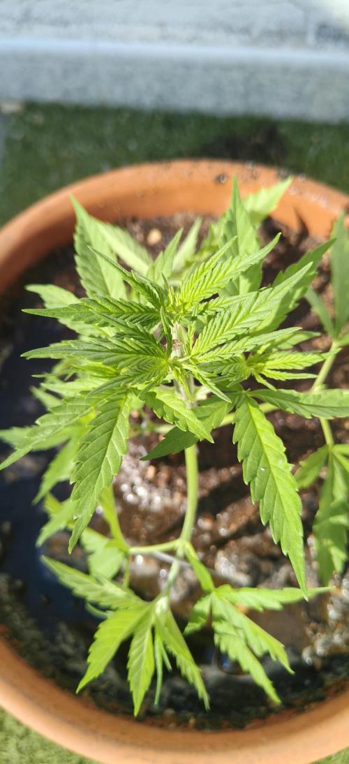 ZkittleZ. Week 4