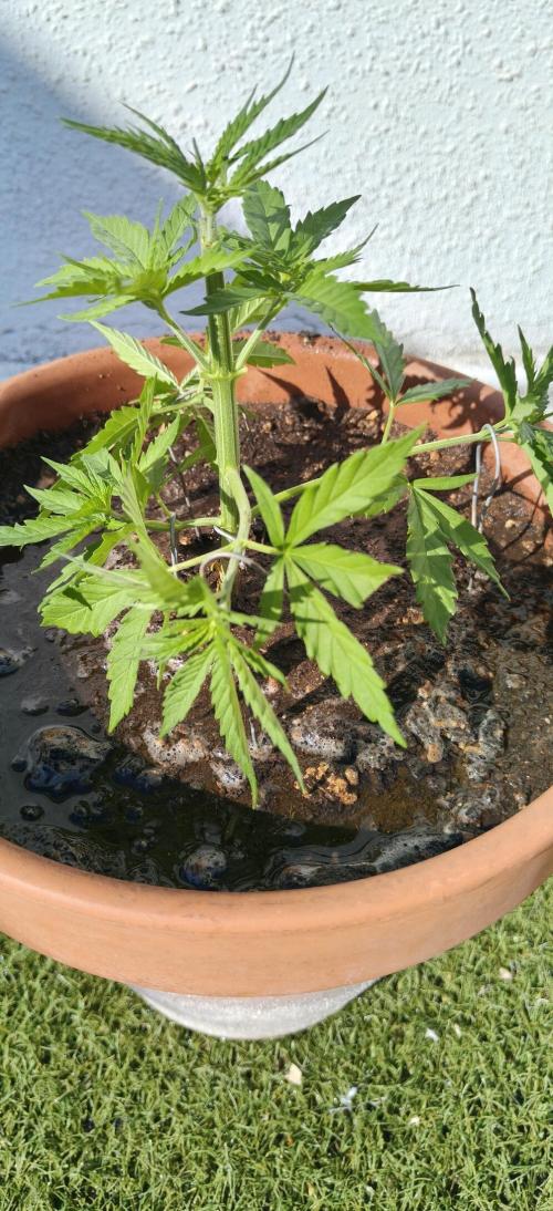 ZkittleZ. Week 4