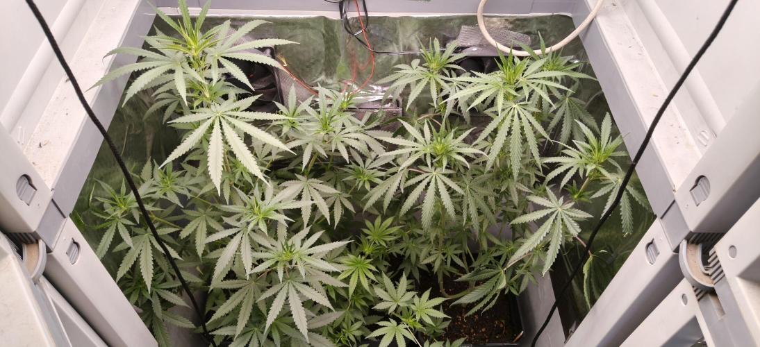 Special Kush 1 de Royal Queen Seeds. Week 8