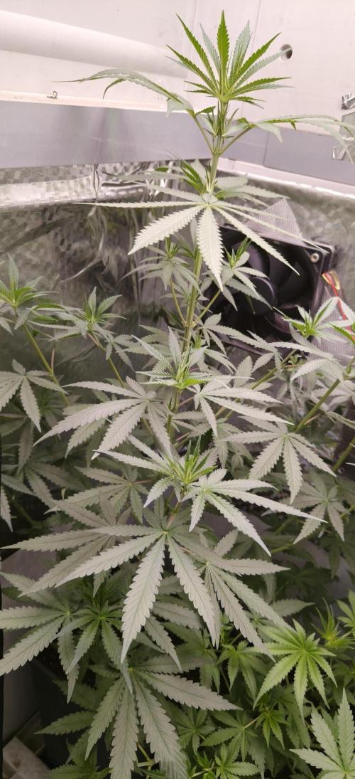 Special Kush 1 de Royal Queen Seeds. Week 8