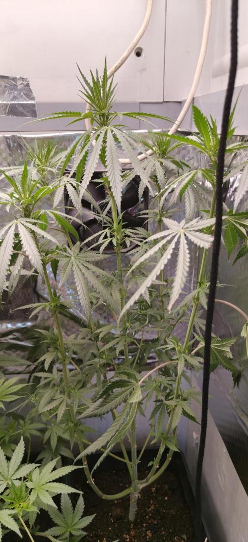 Special Kush 1 de Royal Queen Seeds. Week 8