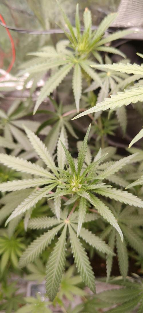 Special Kush 1 de Royal Queen Seeds. Week 8
