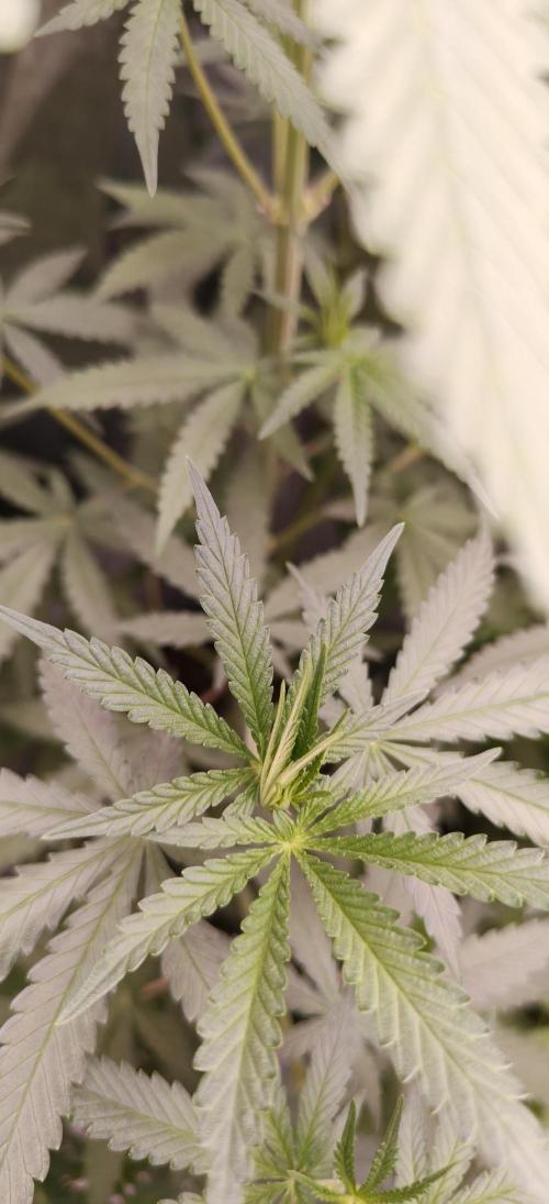 Special Kush 1 de Royal Queen Seeds. Week 8