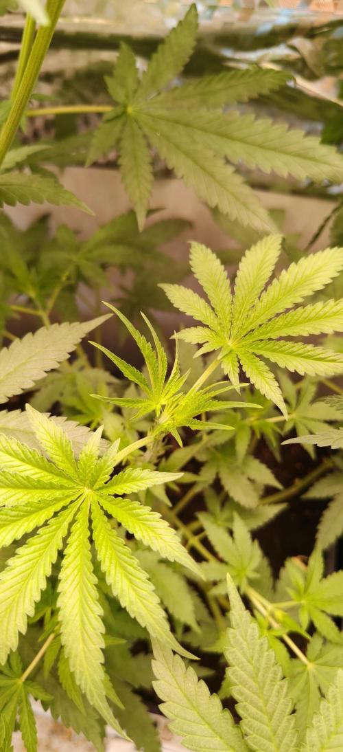 Special Kush 1 de Royal Queen Seeds. Week 8