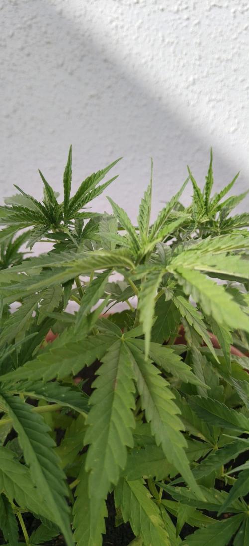 ZkittleZ. Week 5