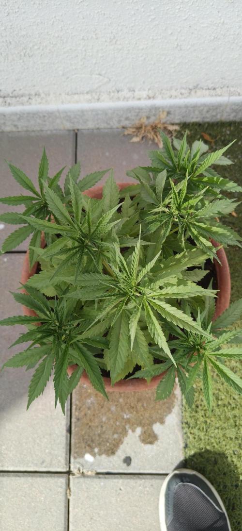 ZkittleZ. Week 5