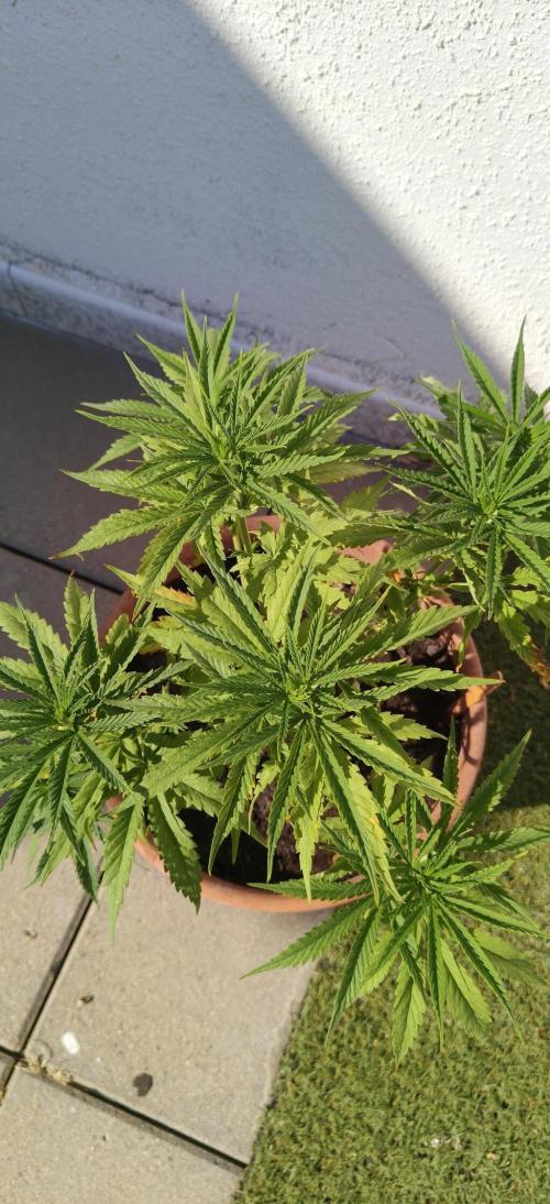 ZkittleZ. Week 6