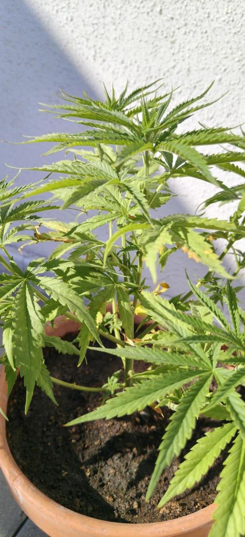 ZkittleZ. Week 6