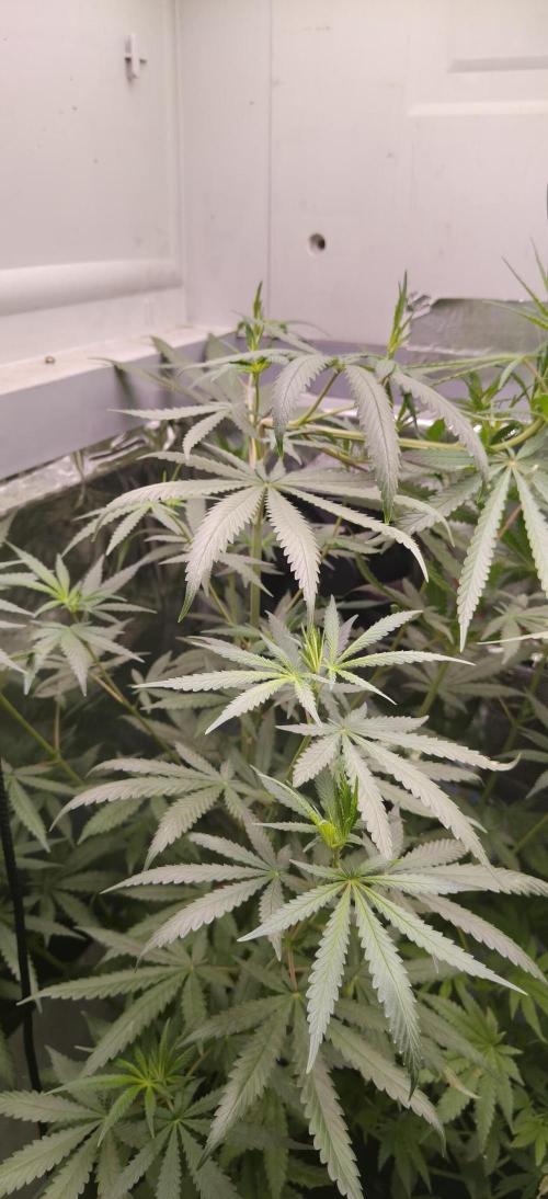 Special Kush 1 de Royal Queen Seeds. Week 9