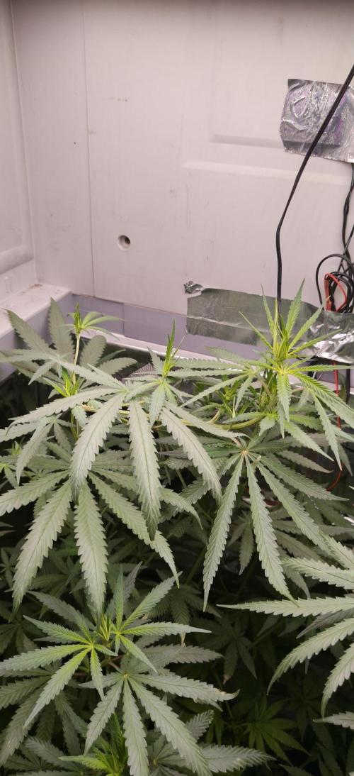 Special Kush 1 de Royal Queen Seeds. Week 9
