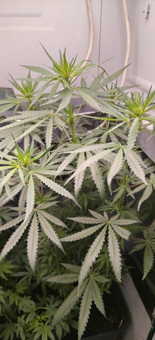 Special Kush 1 de Royal Queen Seeds. Week 9